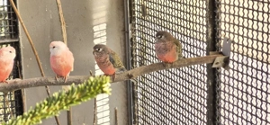 Bourkesittich Hähne