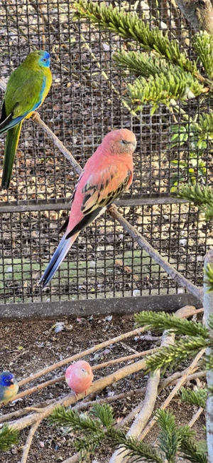 Bourkesittich Hähne