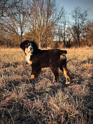 Australian Shepherd   Berner Sennen   Appenzeller Mix