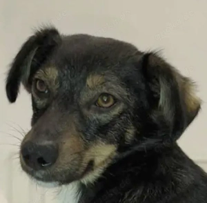 Süße Koda will ihre eigene Familie