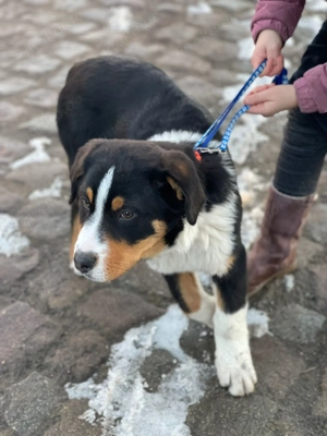 Australian Shepherd   Berner Sennen   Appenzeller Mix (Rüde)