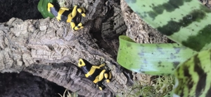 suche dendrobates leucomelas Guyana 1.2.0