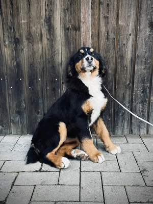 Australian Shepherd   Berner Sennen   Appenzeller Mix   Hündin