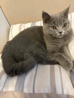 Britisch Kurzhaar Katzen