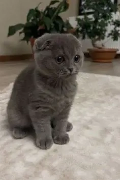 Britisch Kurzhaar Kater sucht liebevolles Zuhause