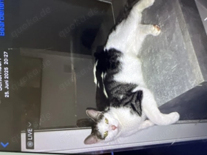 Katzen. Zu verschenken  Bild 2