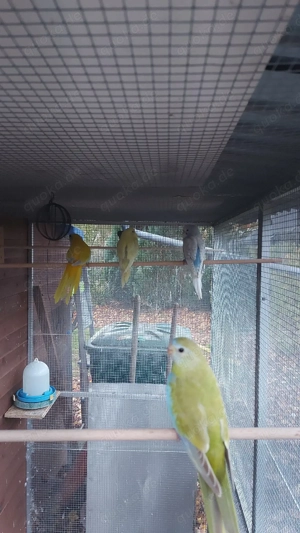 Schönsittiche von 2025