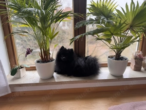 Mailo Zwergspitz Pomeranian 10 Monate 