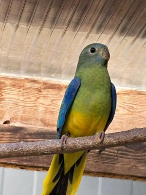 Schönsittiche Blutsfremd 