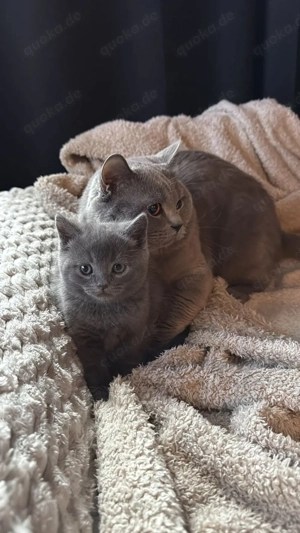 Baby katze britische 