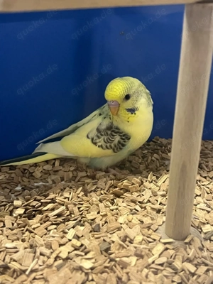 Nestjunge, handzahme Wellensittiche abzugeben