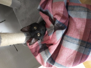 junge Katzendame sucht ein Zuhause