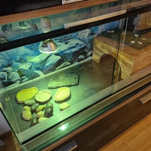 Terrarium aus Glas  Bild 3