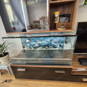 Terrarium aus Glas  Bild 9