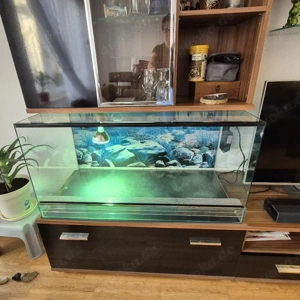 Terrarium aus Glas  Bild 7