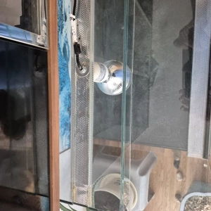 Terrarium aus Glas  Bild 6