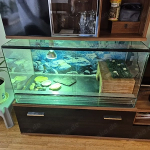 Terrarium aus Glas  Bild 4