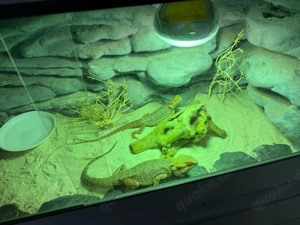 2 Bartagamen Weibchen handzahm + Terrarium möglich 