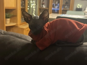Sphynx Kater 4 Monate zu verkaufen 