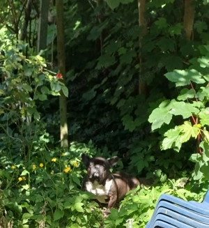 Französische Bulldogge 