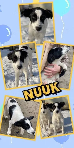 bildschöner, menschenbezogener, offener Welpenjunge "Nuuk" sucht ein liebevolles Zuhause 