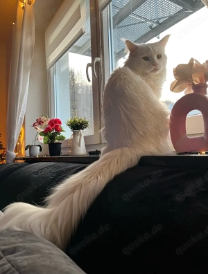 Deckkater XXL Maine Coon Weiß