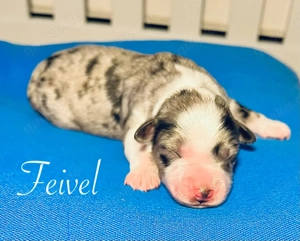 Therapiehundelinie - Welpen - Mini (Toy) Australian Sheperd Mix