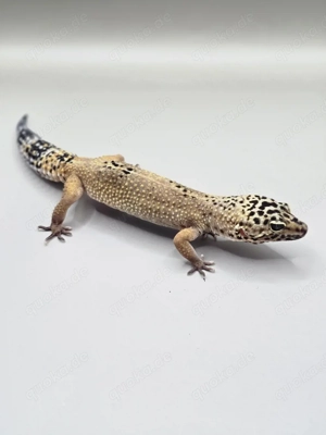 Leopardgecko Weibchen von 2024 