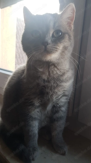 Bkh kitten zu verkaufen 