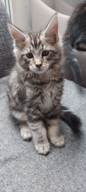 Maine-Coon-Kätzchen (männlich & weiblich) suchen ein liebevolles Zuhause