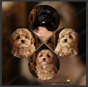Exklusive Mini Maltipoo Welpen