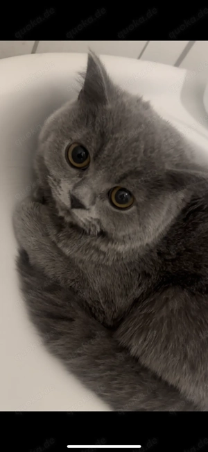 Liebevolle Britisch Kurzhaar Katze in verantwortungsvolle Hände abzugeben