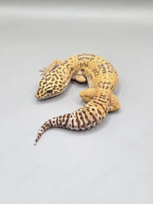 Leopardgecko Weibchen von 2024