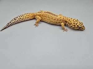 Leopardgecko Weibchen von 2024