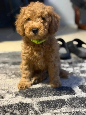 Pudel   Kleinpudel Welpen 