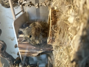 Degu-Opa Teddy sucht ein liebevolles neues Zuhause 