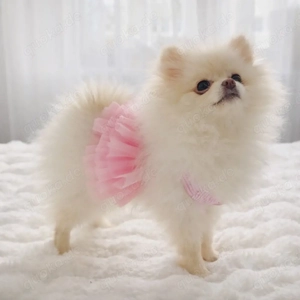 Pomeranian Zwergspitz