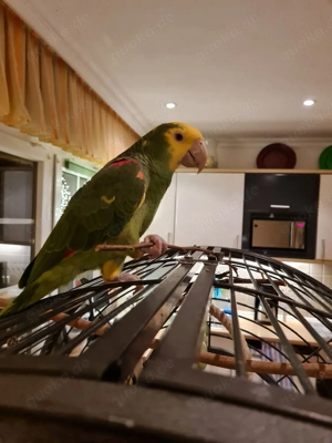 Doppelgelbkopf Magna Hahn 1 Jahr 