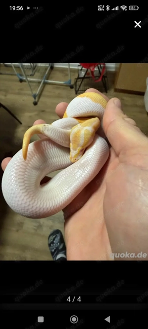 1.1 Albino Pied DNZ25
