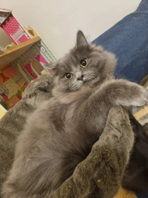 norwegische Waldkatze mix Ragdoll  Bild 2