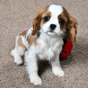 reinrassige Cavalier King Charles Spaniel Welpen