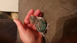 Handzahme, Unzertrennliche, Agaporniden, Pfirsichköpfchen 