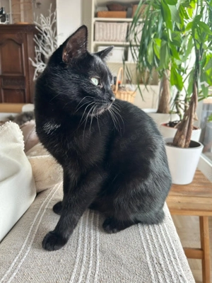 Zwei hübsche Katzendamen 