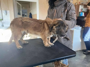 Adrian, z.Zt. in Ungarn, ist ein freundlicher noch etwas zurückhaltend Hund