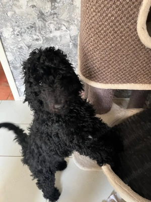 Labradoodle F1B Welpe sucht ein liebevolles Zuhause 