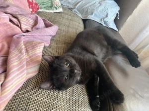 kliene katze sucht ein liebevolles Zuhause 