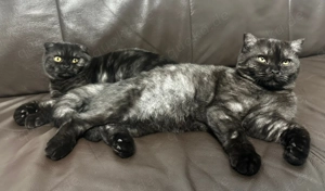 Zwei süße kater zu verkaufen 