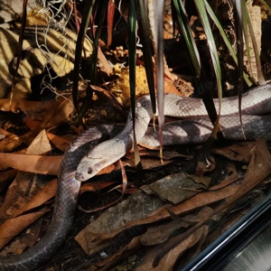 1.0 Hydrodynastes Gigas Lavender NZ 24    brasilianische Glattnatter   