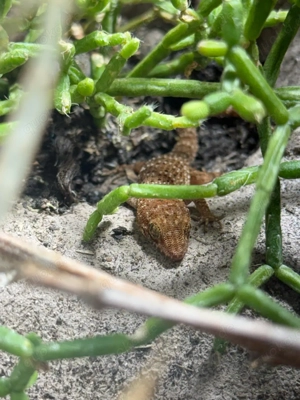 Heteronotia binoei mit Terrarium 