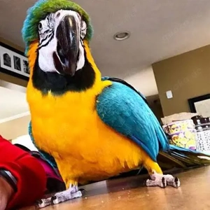 Ara Gelbbrustaras (zahm und beringt)